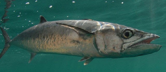 Kumpulan Gambar Ikan Tenggiri Super Cantik Hasil Mancing