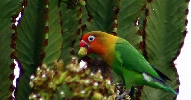 Jenis Pakan Lovebird Yang Bagus Biar Cepat Birahi