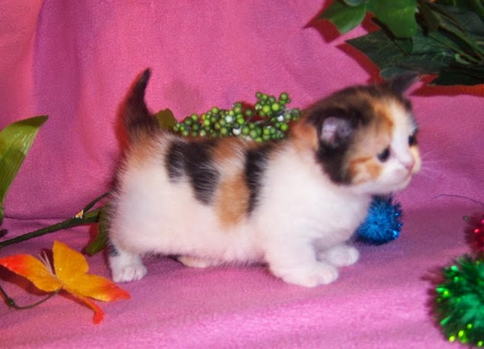 NapoleonKitty Napoleon Kittens For Sale