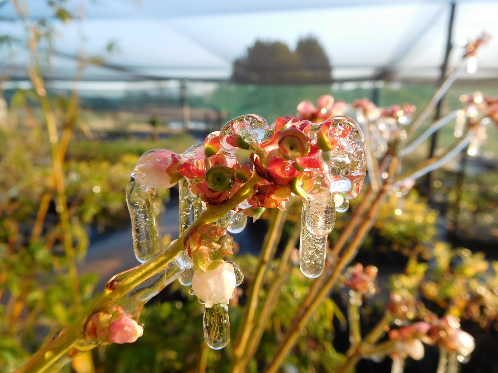 Daleys Fruit Tree Blog Frost Protection at Daleys Fruit Tree Nursery