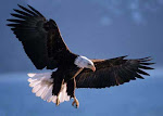 Save Eagles, Save Birds!