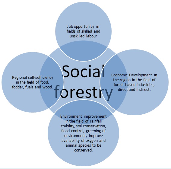 Social forestry was coined by picture