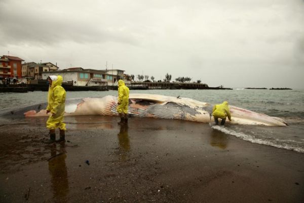 Scientia Antiquitatis Italia L'enigma della balena e del delfino