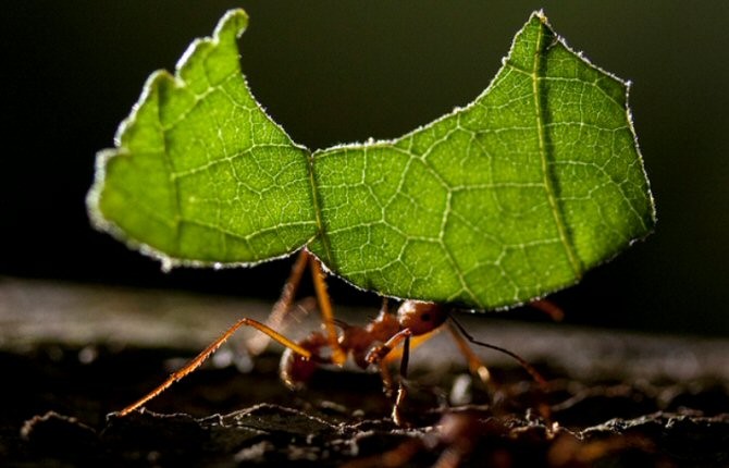 Hormigas inventaron la agricultura