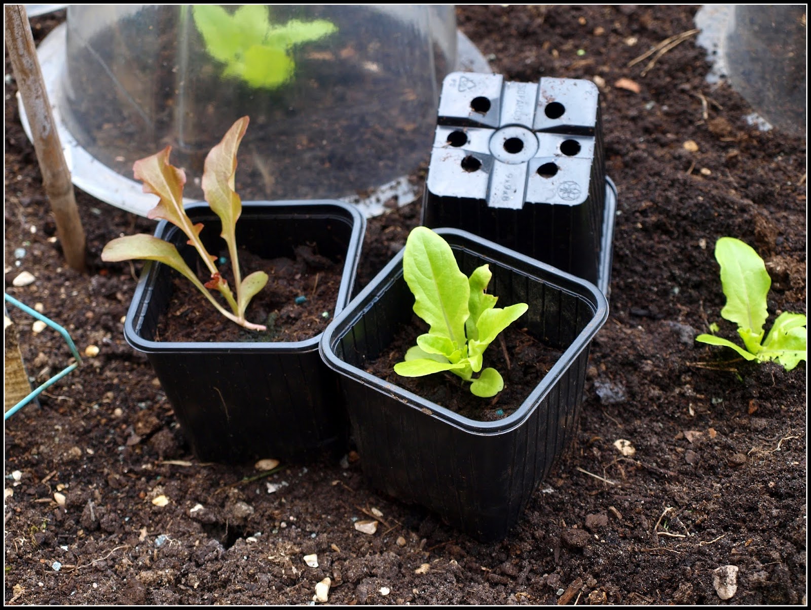 Mark's Veg Plot Planting Lettuce