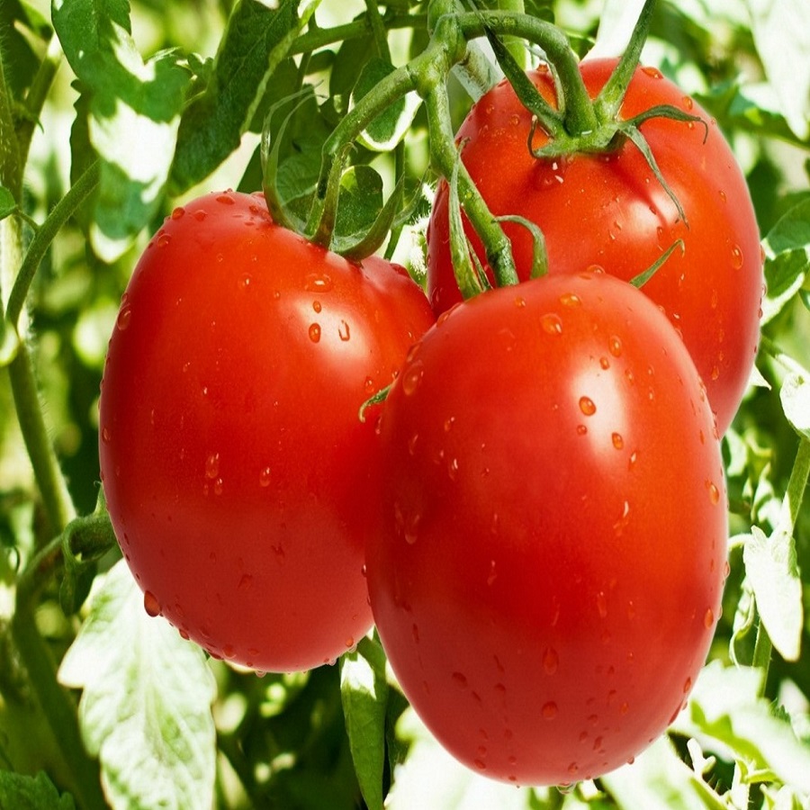 Renklerine Göre Meyve ve Sebzelerin Faydaları Renklerine Göre Meyve ve Sebzelerin Faydaları