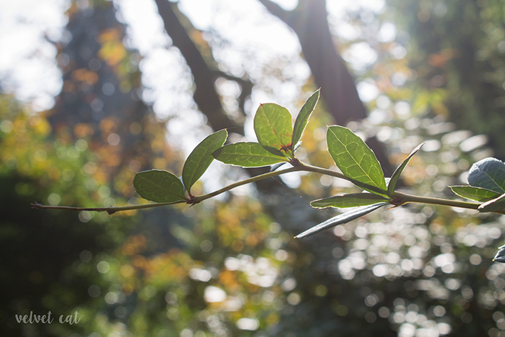 jardines botanicos fondos descargables