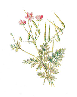 antique Stork's Bill flower artwork flower artwork antique wildflower illustration