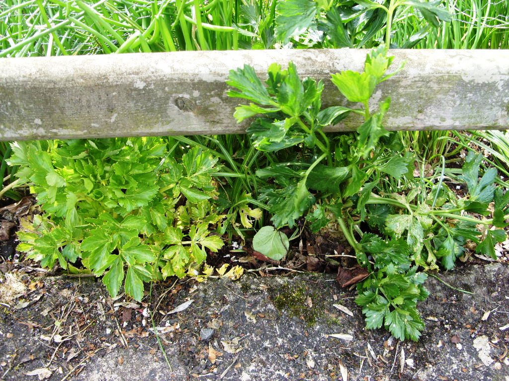 Kelli's Northern Ireland Garden Veg (Celeriac, Celery, Leek, Potato)