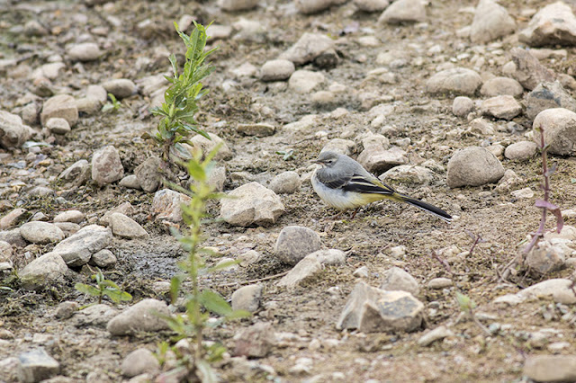 Young Grey Plover Young Grey Plover