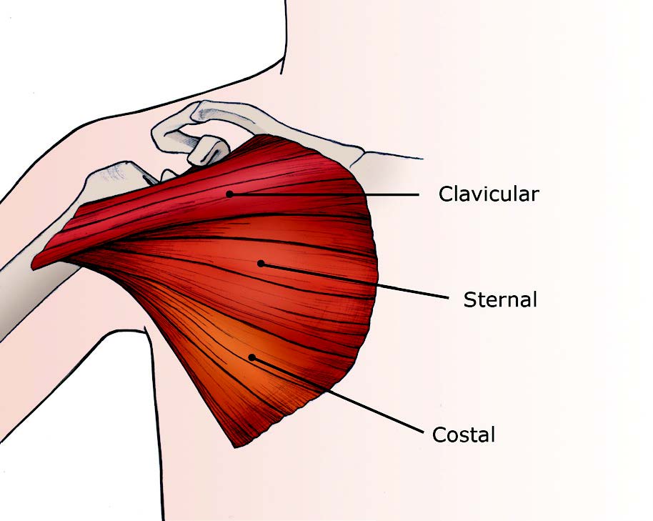 Pectoralis Major Female - DaftSex HD