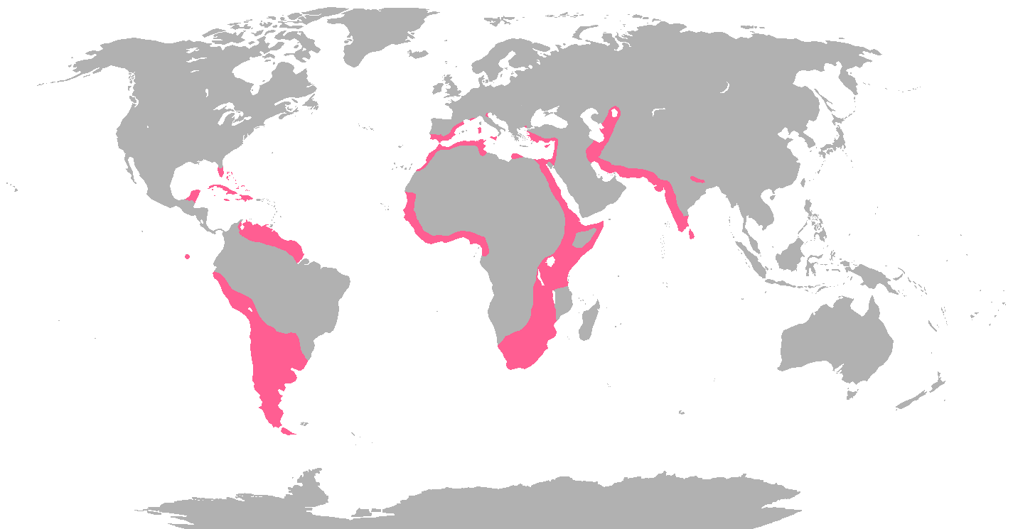 Worldwide Flamingo Range