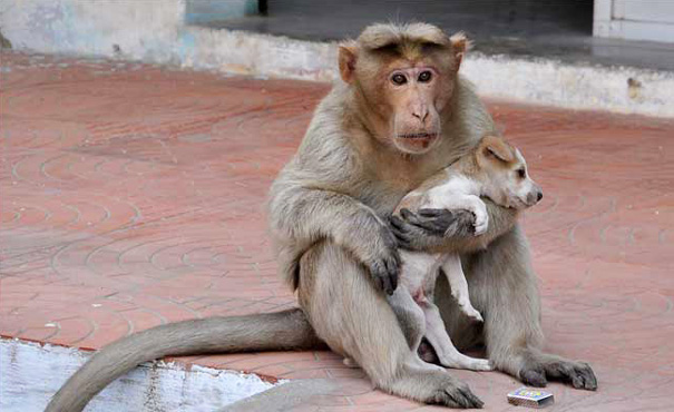 Un mono adopta a un perrito y lo cuida como si fuera su propio hijo