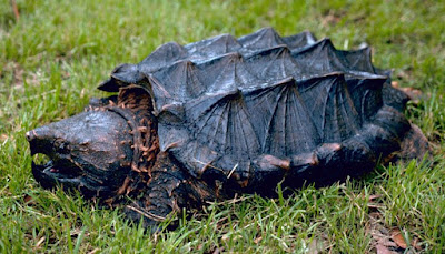 Bentuk Fisik Alligator Snapping Turtle
