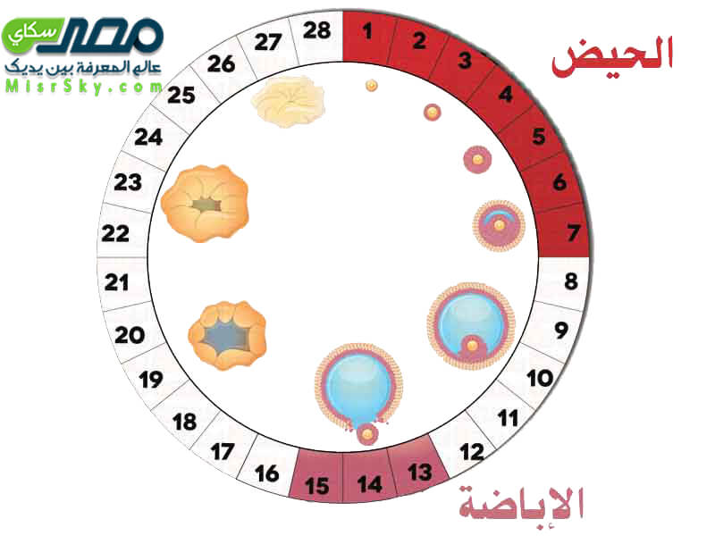 كيف تتم عملية التلقيح وبداية فترة الحمل ؟ كيف تتم عملية التلقيح وبداية فترة الحمل ؟