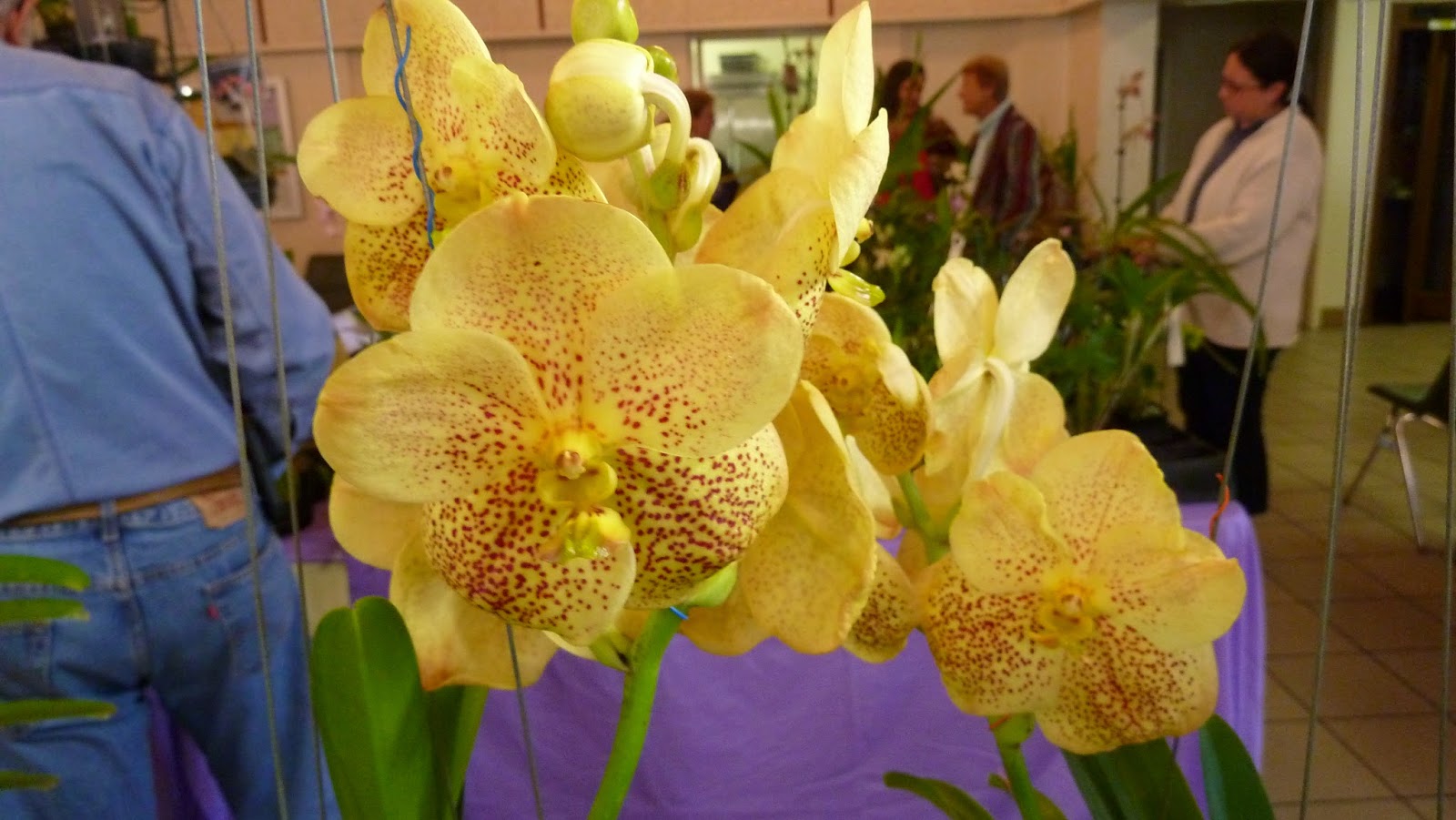 Hooray! Plants! Pictures From The Greater Orlando Orchid Society's
