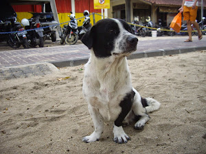 PRECIOUS LITTLE OREO COOKIE--A STRAY DOG ON THE SAND IN KUTA BEACH