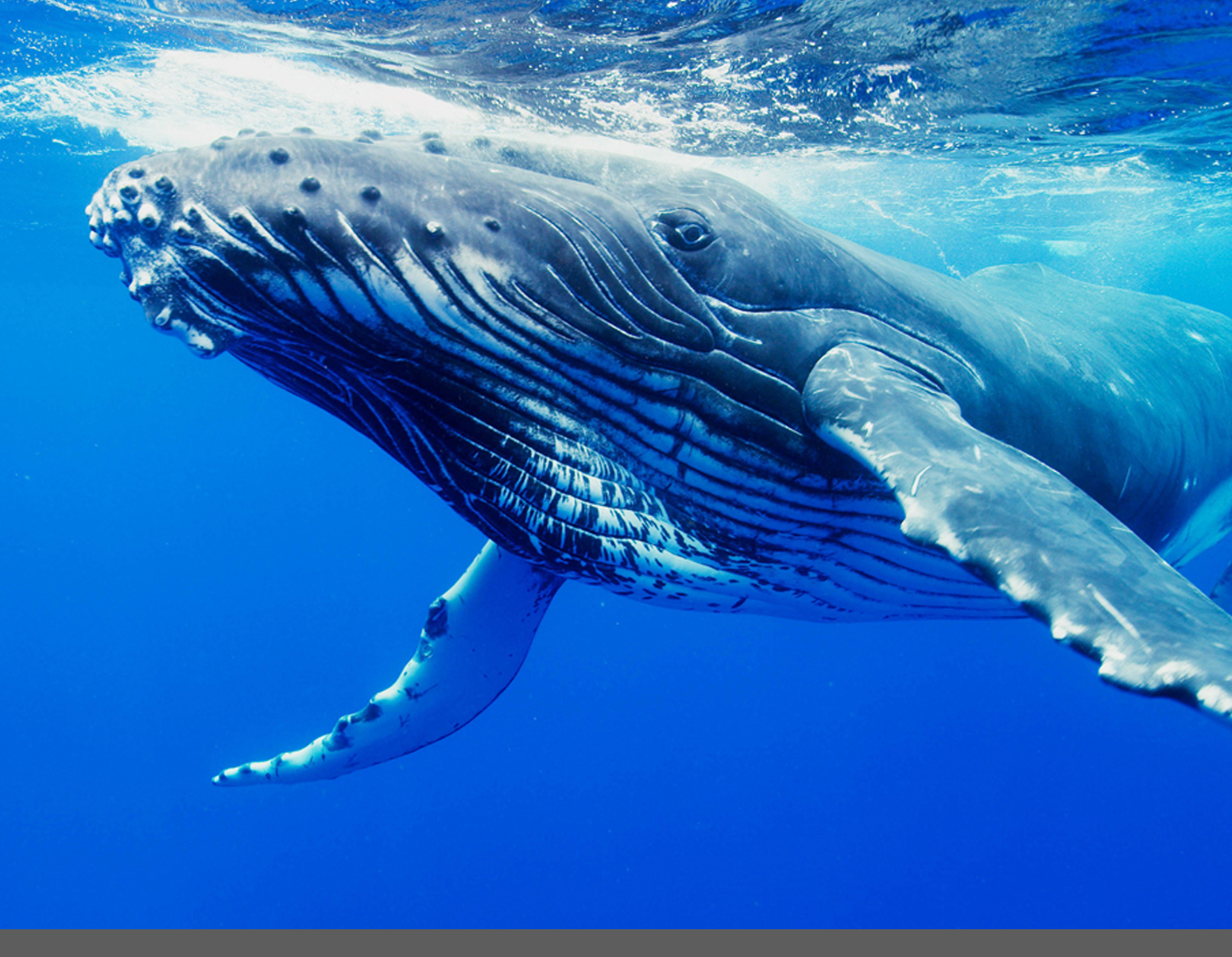 Синий кит. Кит. Whale. Blue Whale. Киты водятся в море