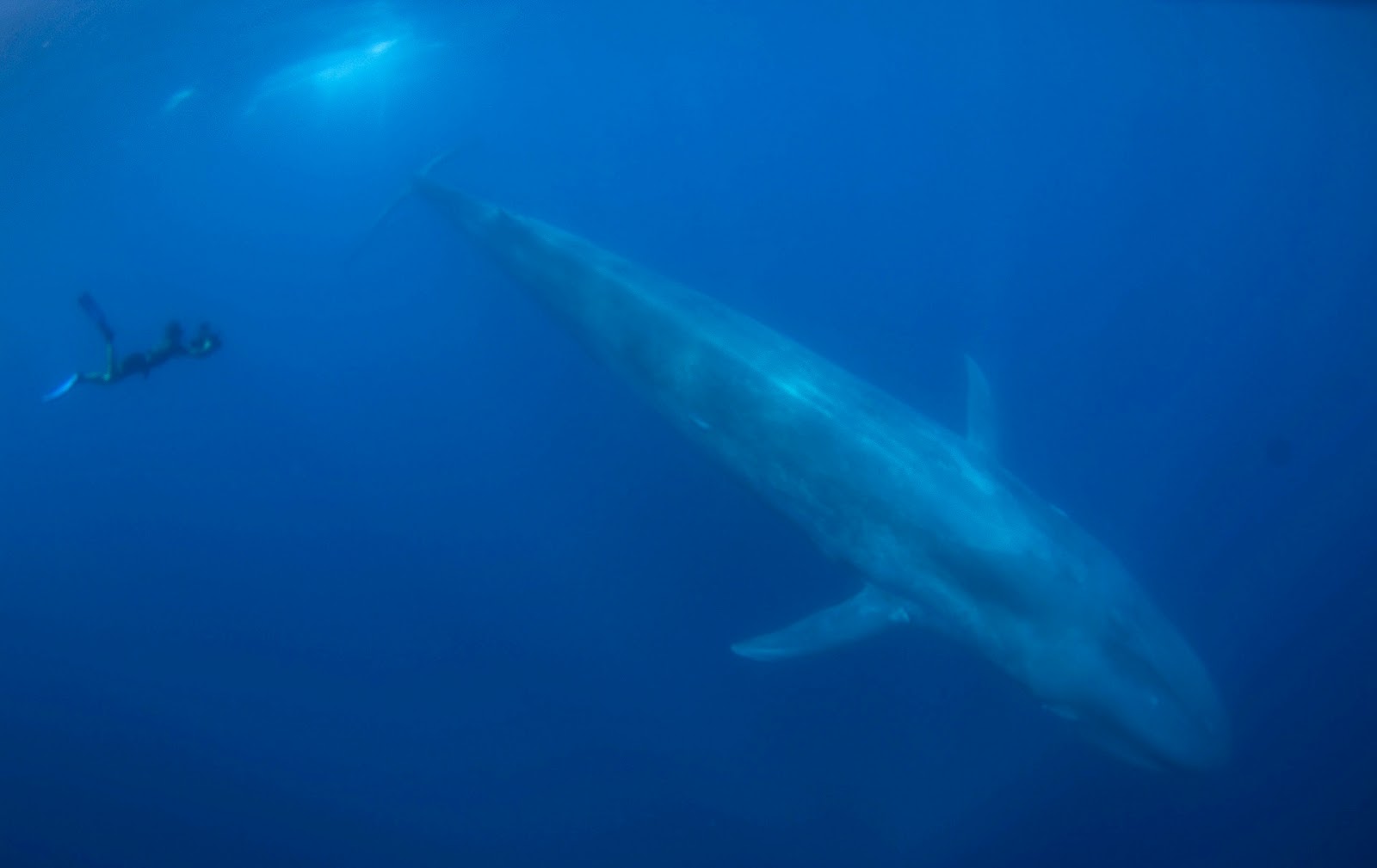 The Blue Whale - SNSH