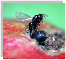 La broca del café: CONTROL BIOLÓGICO.