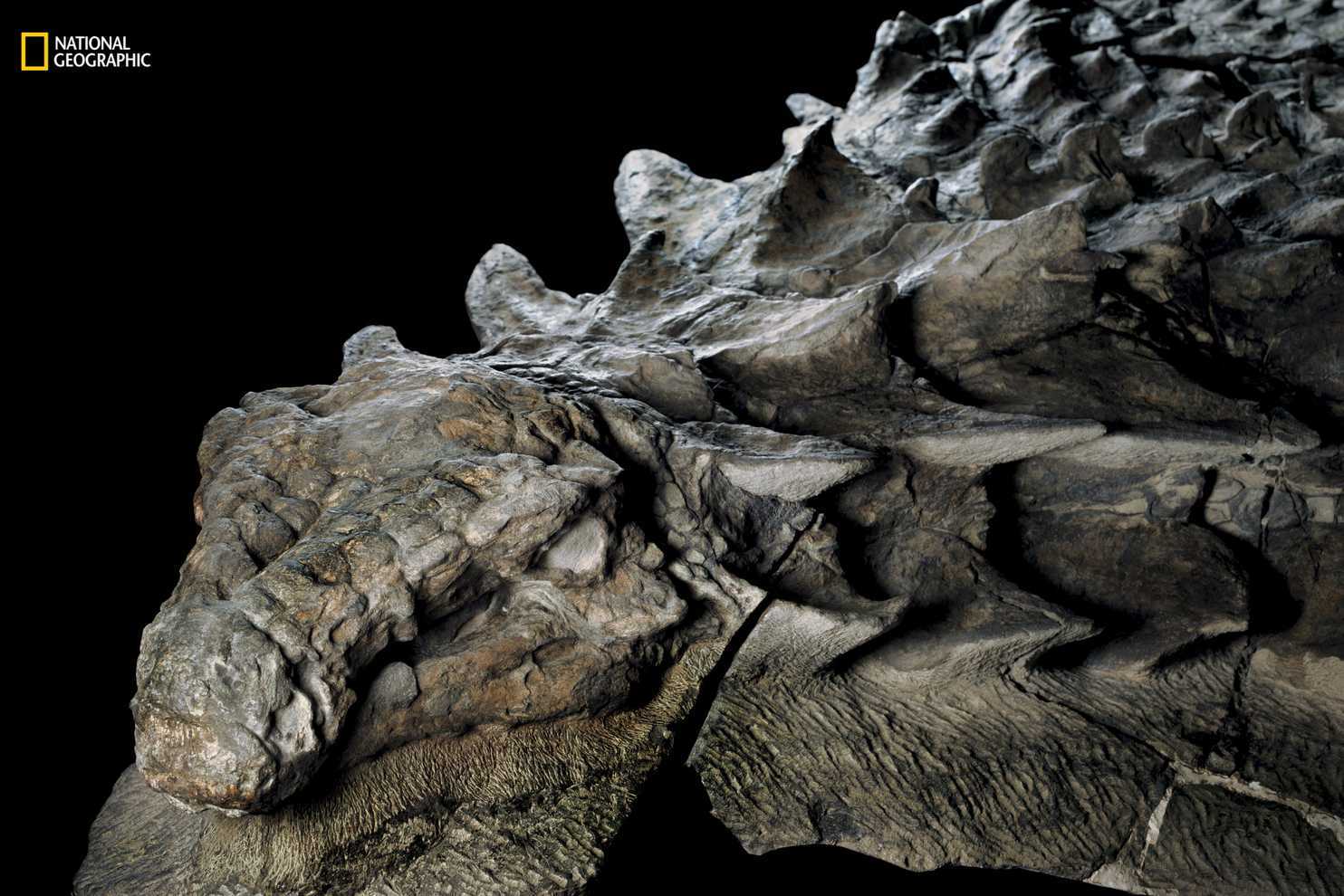 dinosaur that looks like it's wearing a helmet