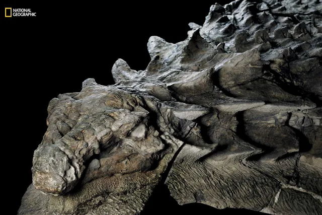 New Dinosaur Fossil So Well-Preserved it Looks Like a Statue