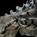 well preserved dinosaur fossil