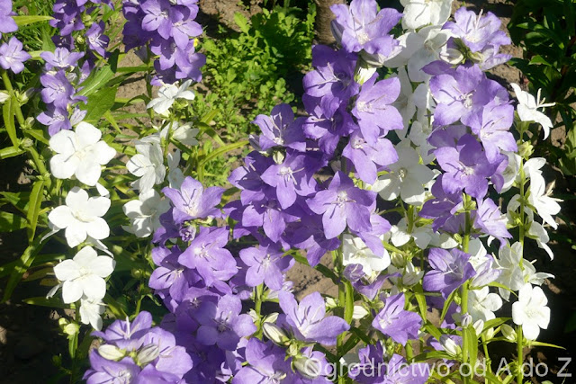 Dzwonek brzoskwiniolistny Campanula persicifolia