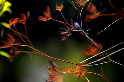 Fauna, Flora, Tiere, Vögel, Fische, Insekten, Blumen, Bäume Fauna, Flora, Tiere, Vögel, Fische, Insekten, Blumen, Bäume, Berge, Meer, Ozean, Natur, Sonne, Mond, animals, birds, fish, insects, flowers, trees, mountains