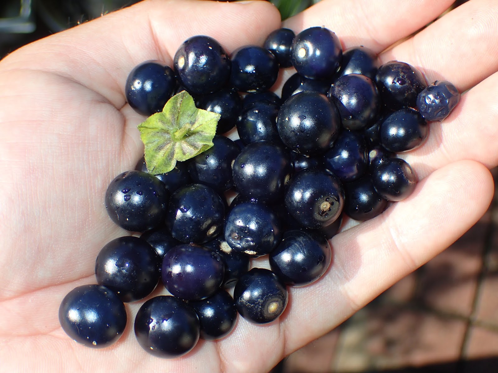 Scirpidiella's Plants: Jaltomato (Jaltomata sp. div.) – part 2