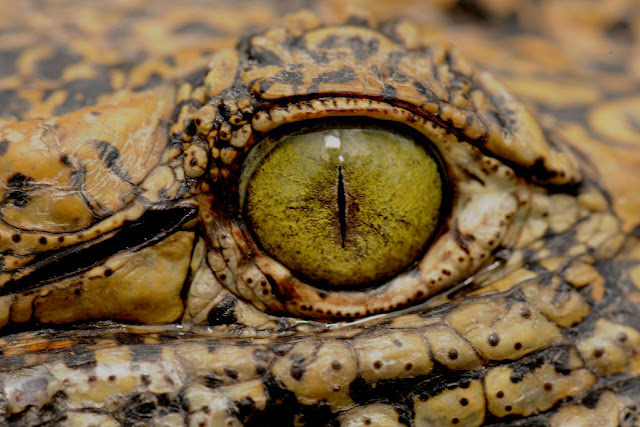 Wallpapers Cocodrilos