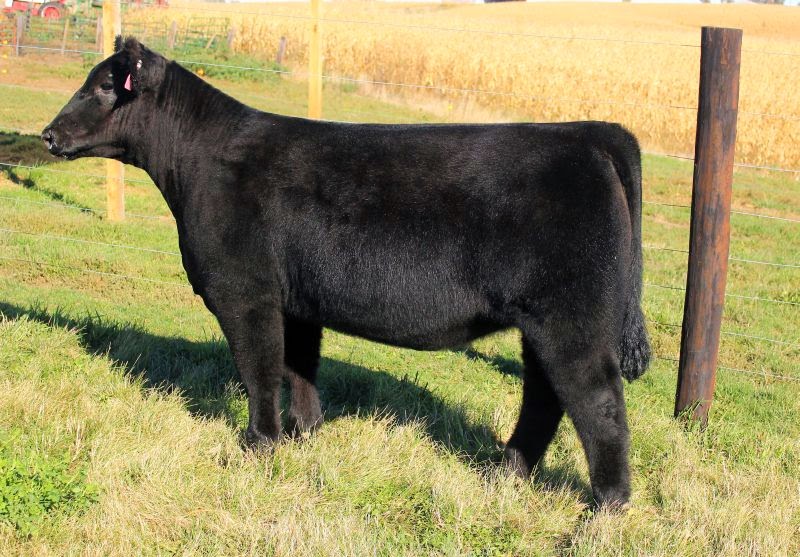 DIAMOND G CATTLE CO. Fraker Show Cattle Iowa