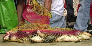 umpan-ikan-mas-harian-air-hijau,umpan-ikan-mas-terbaru,umpan-ikan-mas-harian,umpan-ikan-mas-terbaik,umpan-jitu-ikan-mas,umpan-ikan-mas-super,umpan-ikan-mas-galatama, umpan-ikan-mas-harian-air-hijau,umpan-ikan-mas-terbaru,umpan-ikan-mas-harian,umpan-ikan-mas-terbaik,umpan-jitu-ikan-mas,umpan-ikan-mas-super,umpan-ikan-mas-galatama,