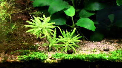 Pogostemon Helferi Pogostemon Helferi