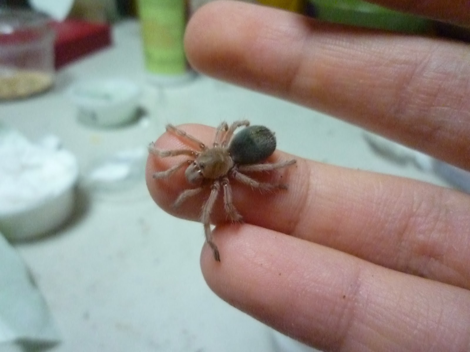 hj-s-pet-blog-about-chilean-rose-hair-tarantulas