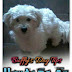 how to be an alpha dog how to be an alpha dog