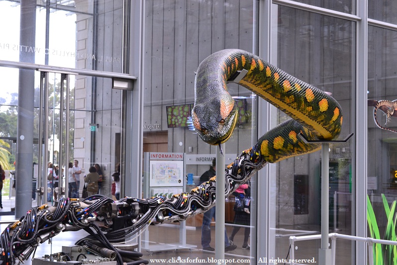 Fun Clicks Calacademy San Francisco Fun Clicks Calacademy San Francisco