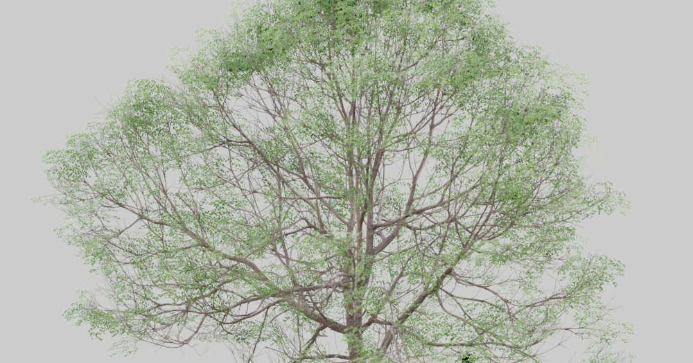 Evermotion tree. Релеастичныедеревья с4д. Blend tree. Деревья в blender 3d. Дерево бедных толстого.