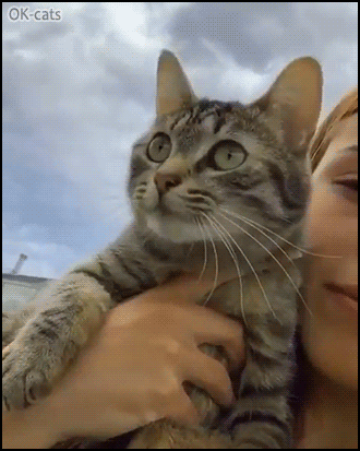 Funny Cat GIF • Cat in human arms chirping hard at birds. It's a Fast Ekekekkekkeek! Funny Cat GIF • Cat in human arms chirping hard at birds. It's a Fast Ekekekkekkeek!