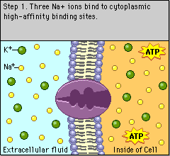 Chase's Science Blog: Moving Cellular Material