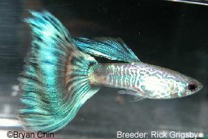 Green Snake Bicolor Green Snake Bicolor