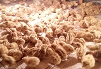 perawatan anak puyuh perawatan anak puyuh