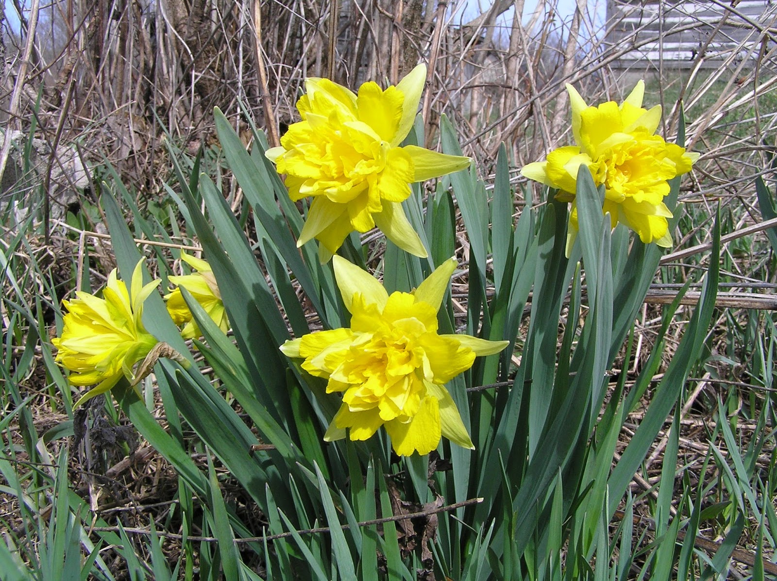 New York State of Mind FIRST SPRING FLOWERS BLOOMING