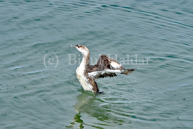 Common Loon Flapping Wings Common Loon Flapping Wings