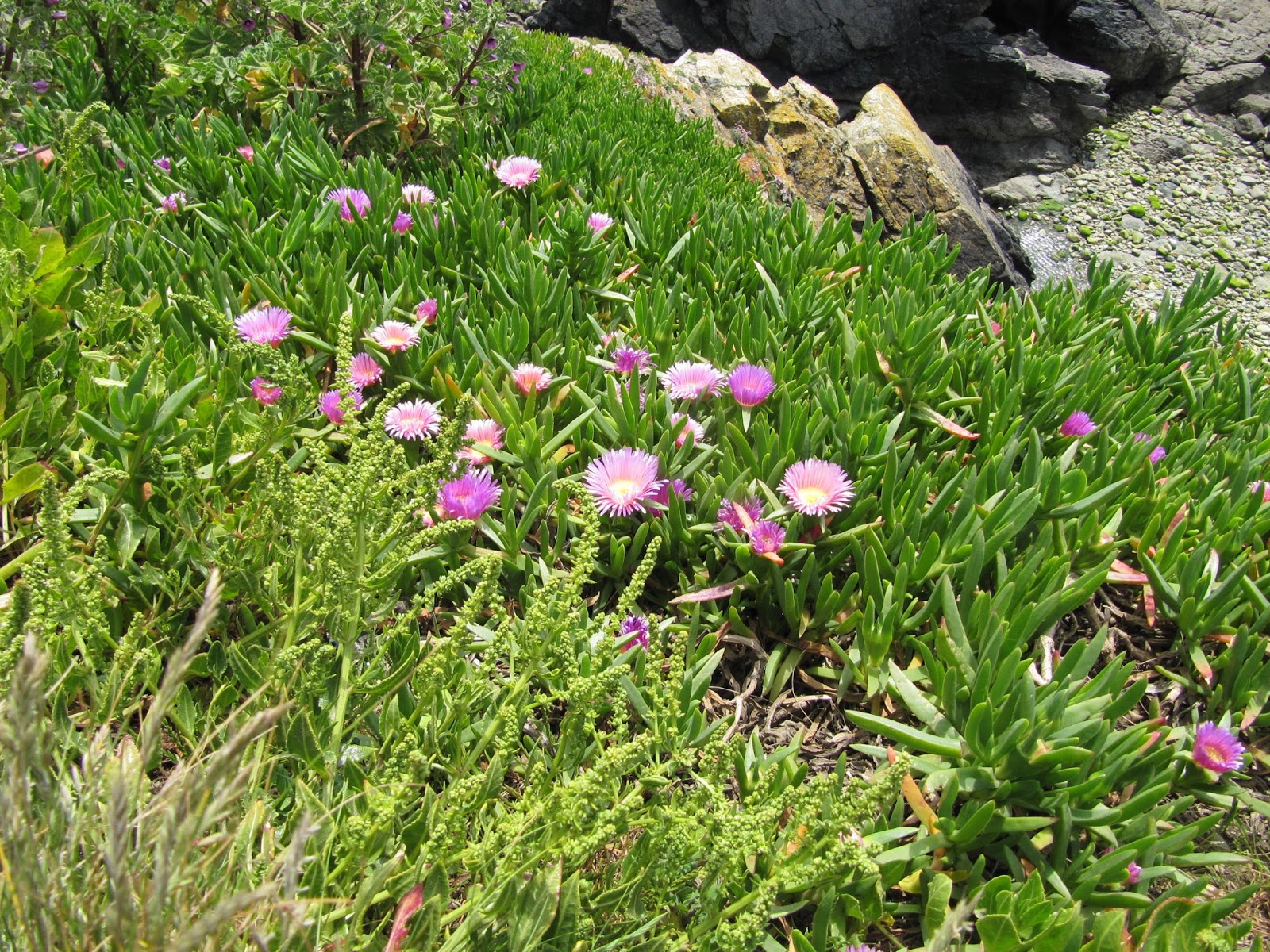 Barry Wills' Blog Cornwall in full bloom