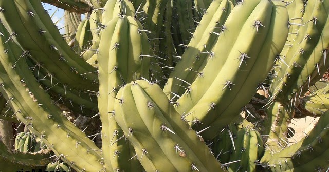 GARAMBULLO: Myrtillocactus geometrizans | Plantas rioMoros