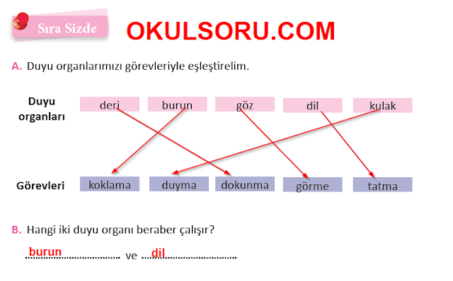 MEB Yayınları 3.Sınıf Fen Bilimleri Ders Kitabı 60.Sayfa Cevapları (Beş Duyumuz 2. Ünite) MEB Yayınları 3.Sınıf Fen Bilimleri Ders Kitabı 60.Sayfa Cevapları (Beş Duyumuz 2. Ünite)