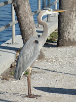 Blue Heron Blue Heron