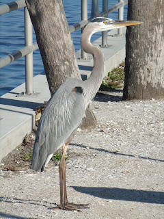 Blue Heron Blue Heron