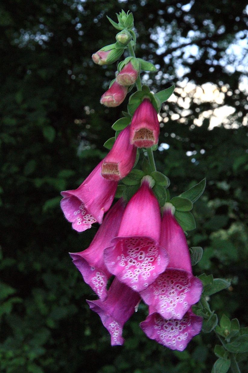 Trees, Plants, Flowers